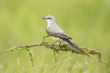 Image. Scissor-tailed Flycatcher