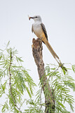 Image. Scissor-tailed Flycatcher