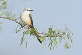 Image. Scissor-tailed Flycatcher