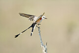Image. Scissor-tailed Flycatcher