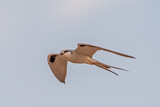 Image. Scissor-tailed Kite