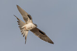 Image. Scissor-tailed Kite