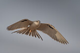 Image. Scissor-tailed Kite