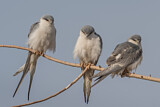 Image. Scissor-tailed Kite