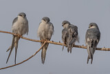 Image. Scissor-tailed Kite