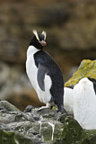 Image. Sclaterpinguin