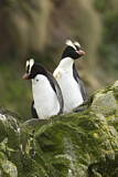 Image. Sclaterpinguin