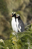 Image. Sclaterpinguin