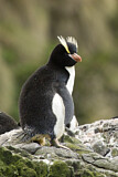Image. Sclaterpinguin