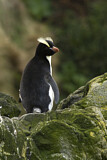 Image. Sclaterpinguin