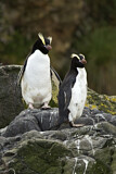 Image. Sclaterpinguin