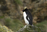 Image. Sclaterpinguin