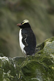 Image. Sclaterpinguin