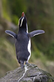 Image. Sclaterpinguin