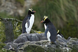 Image. Sclaterpinguin