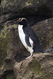 Image. Sclaterpinguin