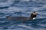 Image. Sclaterpinguin