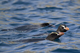 Image. Sclaterpinguin