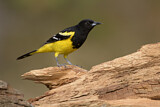 Image. Scott's Oriole