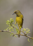 Image. Scott's Oriole