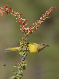 Image. Scott's Oriole
