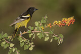 Image. Scott's Oriole