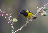 Image. Scott's Oriole
