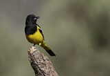 Image. Scott's Oriole