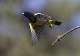 Image. Scott's Oriole
