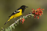 Image. Scott's Oriole
