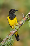 Image. Scott's Oriole