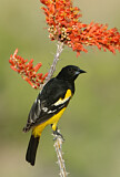 Image. Scott's Oriole