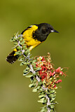 Image. Scott's Oriole