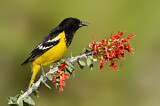 Image. Scott's Oriole