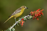 Image. Scott's Oriole