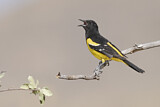 Image. Scott's Oriole