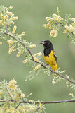 Image. Scott's Oriole