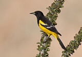 Image. Scott's Oriole