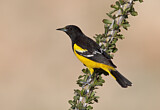 Image. Scott's Oriole