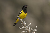 Image. Scott's Oriole