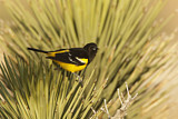 Image. Scott's Oriole