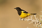 Image. Scott's Oriole