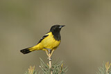 Image. Scott's Oriole