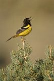 Image. Scott's Oriole