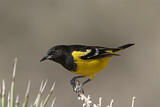 Image. Scott's Oriole