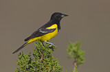 Image. Scott's Oriole