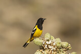 Image. Scott's Oriole
