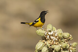 Image. Scott's Oriole