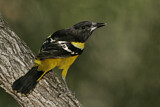 Image. Scott's Oriole