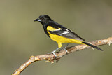 Image. Scott's Oriole